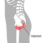 産後の尿漏れと骨盤底筋の関係を解説する解剖図